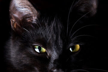 „Magazinul de lactate”