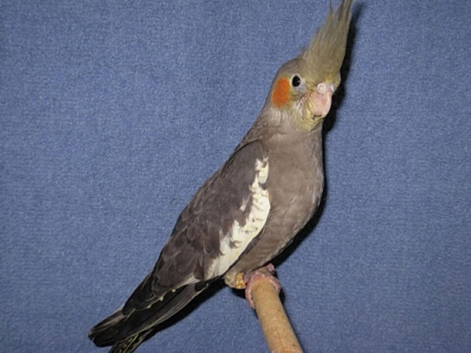 „Un papagal” „Un papagal”