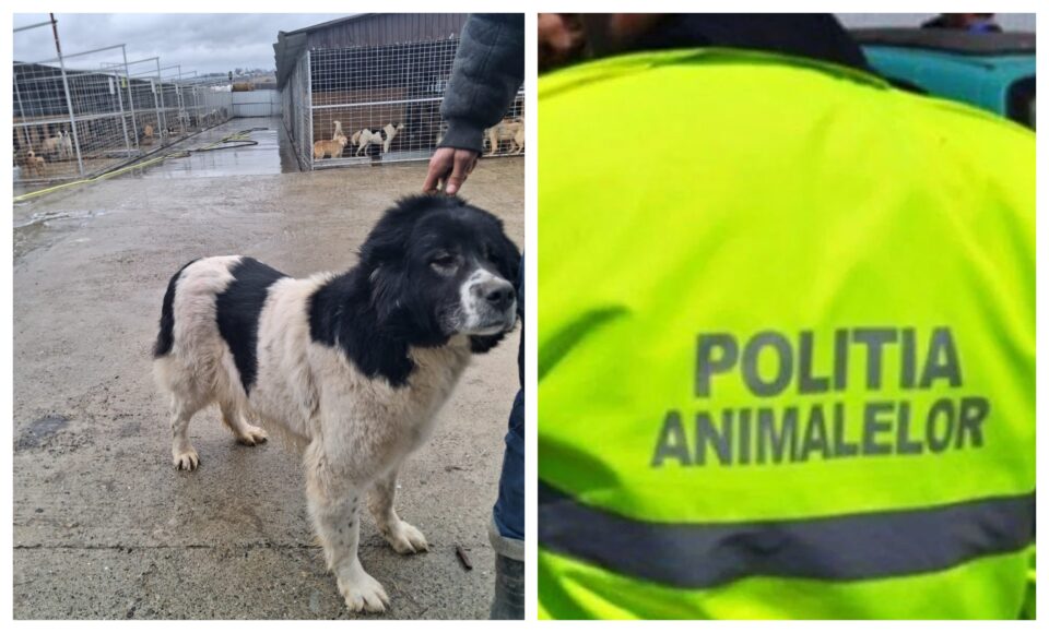 Polițiștii și procurorii fac cercetări pentru infracțiunea de ucidere a animalelor, fără drept, în cazul a trei adăposturi de câini din Suceava