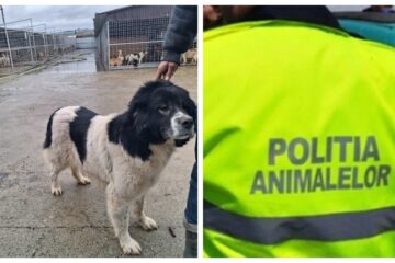 Polițiștii și procurorii fac cercetări pentru infracțiunea de ucidere a animalelor, fără drept, în cazul a trei adăposturi de câini din Suceava