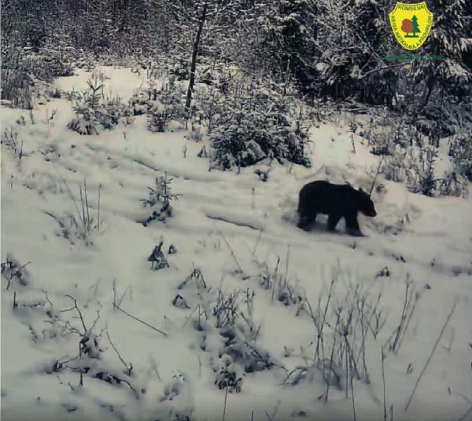 Urs jucăuș, filmat într-o pădure administrată de Ocolul Silvic Mălini
