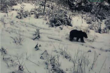 Urs jucăuș, filmat într-o pădure administrată de Ocolul Silvic Mălini