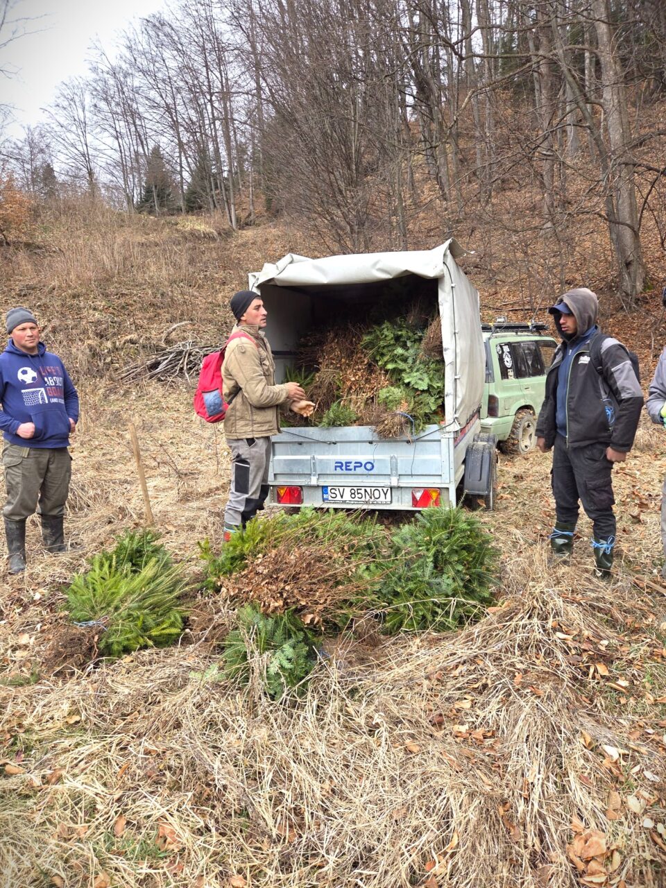 Scosul puieților forestieri din pepinierele silvice, primul pas către împădurire
