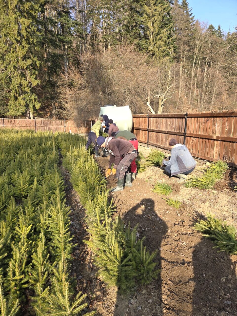 Scosul puieților forestieri din pepinierele silvice, primul pas către împădurire