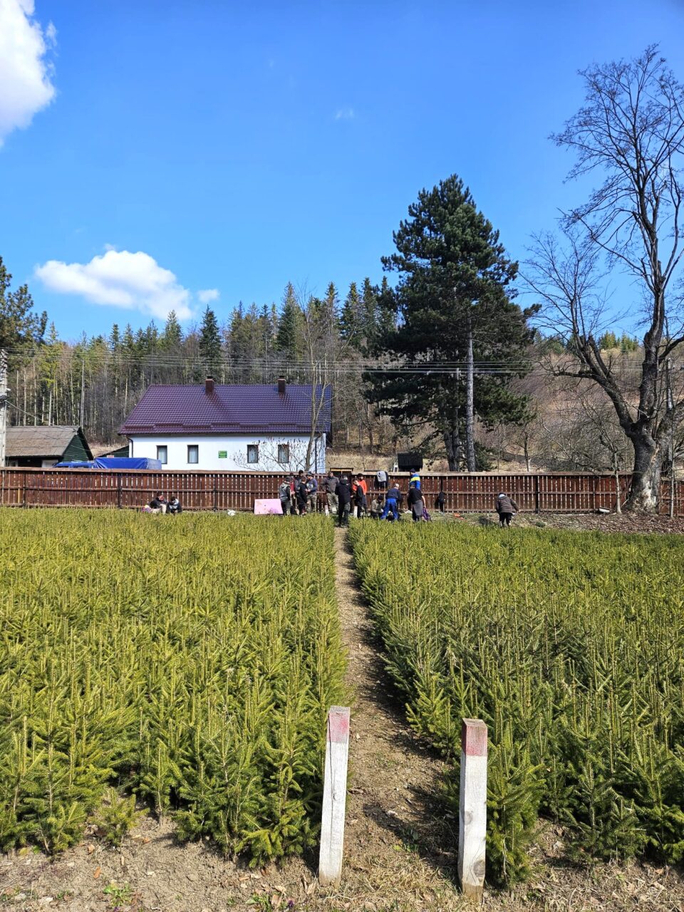 Scosul puieților forestieri din pepinierele silvice, primul pas către împădurire