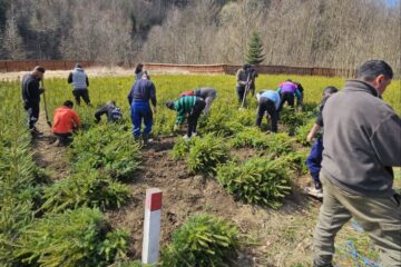 Scosul puieților forestieri din pepinierele silvice, primul pas către împădurire