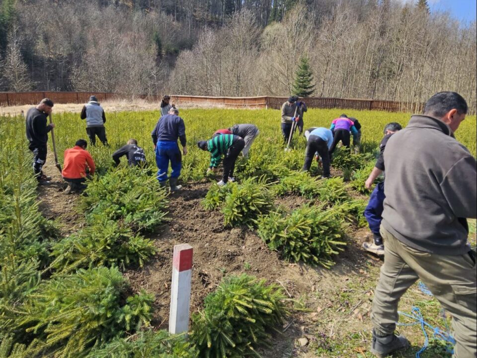 Scosul puieților forestieri din pepinierele silvice, primul pas către împădurire