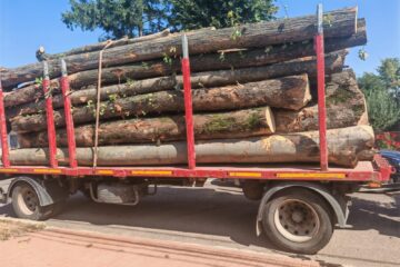 Amenzi consistente pentru doi șoferi care au depășit tonajul admis la transportul de material lemnos