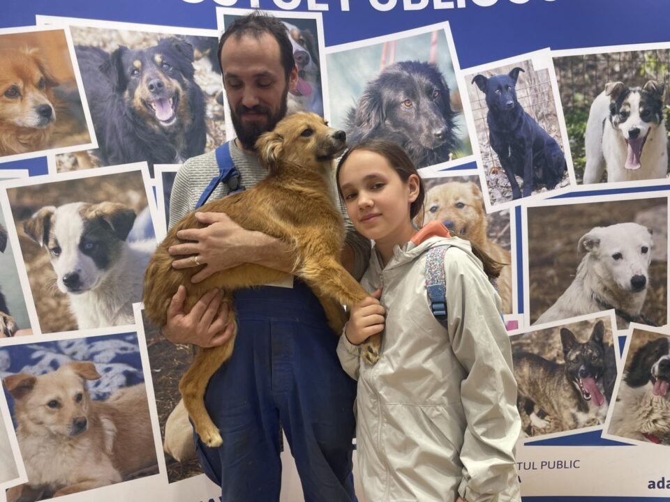 Jumătate dintre cățelușii prezentați la Târgul de adopții din weekend și-au găsit familii