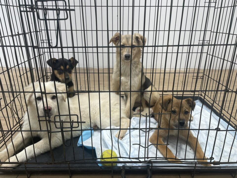 Jumătate dintre cățelușii prezentați la Târgul de adopții din weekend și-au găsit familii
