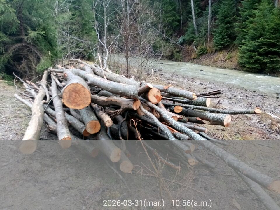 Trei firme, amendate de Garda de Mediu pentru depozitări de material lemnos pe marginea apelor Trei firme, amendate de Garda de Mediu pentru depozitări de material lemnos pe marginea apelor