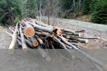 Trei firme, amendate de Garda de Mediu pentru depozitări de material lemnos pe marginea apelor