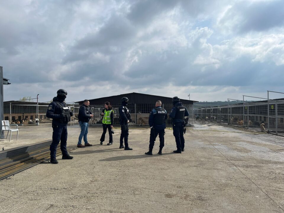 Percheziții la locuința primăriței din Berchișești și la adăpostul de câini gestionat de fiul acesteia