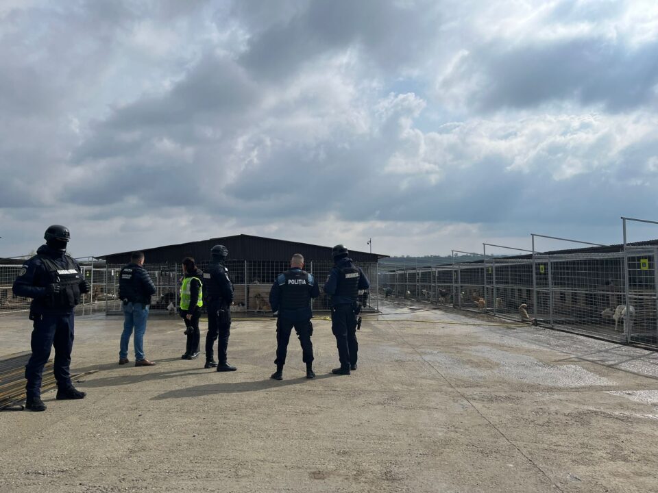 Percheziții la locuința primăriței din Berchișești și la adăpostul de câini gestionat de fiul acesteia