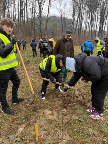 „100 de copii pentru 100 de stejari”. Elevi ai Școlii Nr. 4, într-o acțiune de plantare la Dărmănești