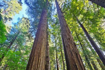 Hristos a înviat?… Hristos a înviat?…