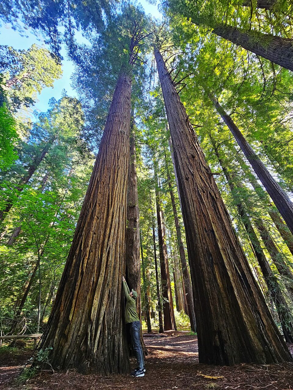 Hristos a înviat?… Hristos a înviat?…