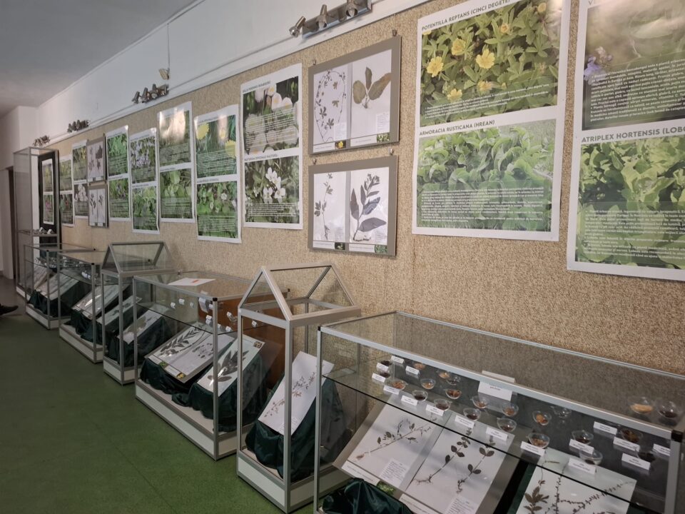 „Tămăduitoare vegetale” – o incursiune fascinantă în lumea plantelor medicinale și comestibile ale Bucovinei, la Muzeul de Științele Naturii