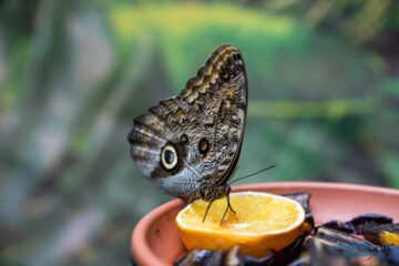 Expoziția de fluturi vii revine la Shopping City Suceava