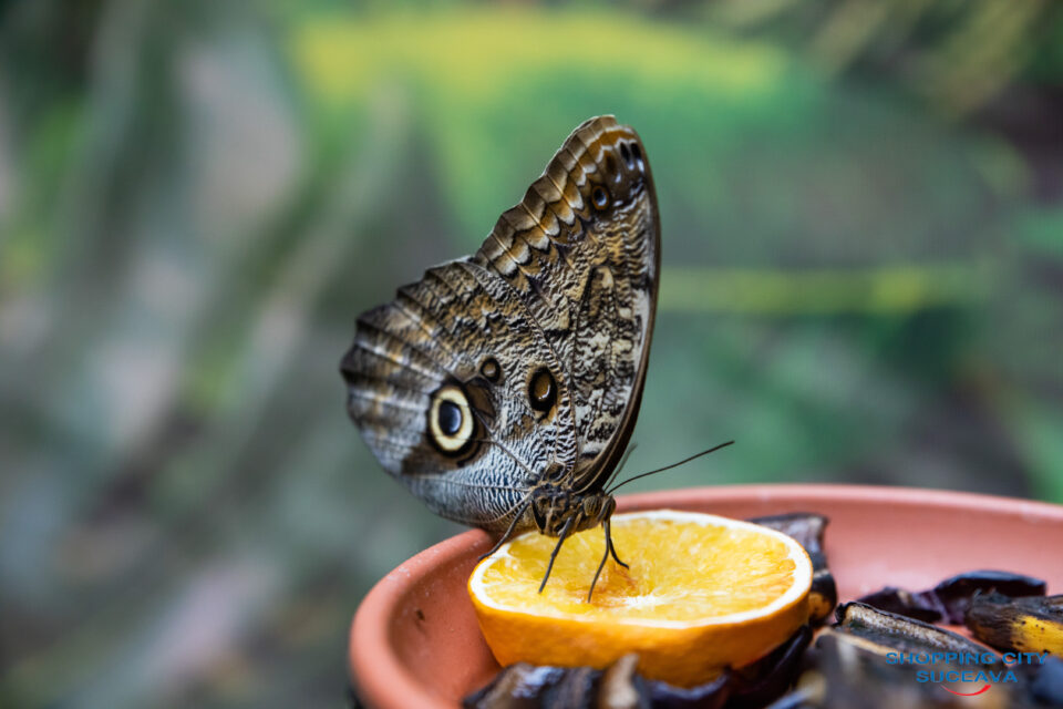 Expoziția de fluturi vii revine la Shopping City Suceava