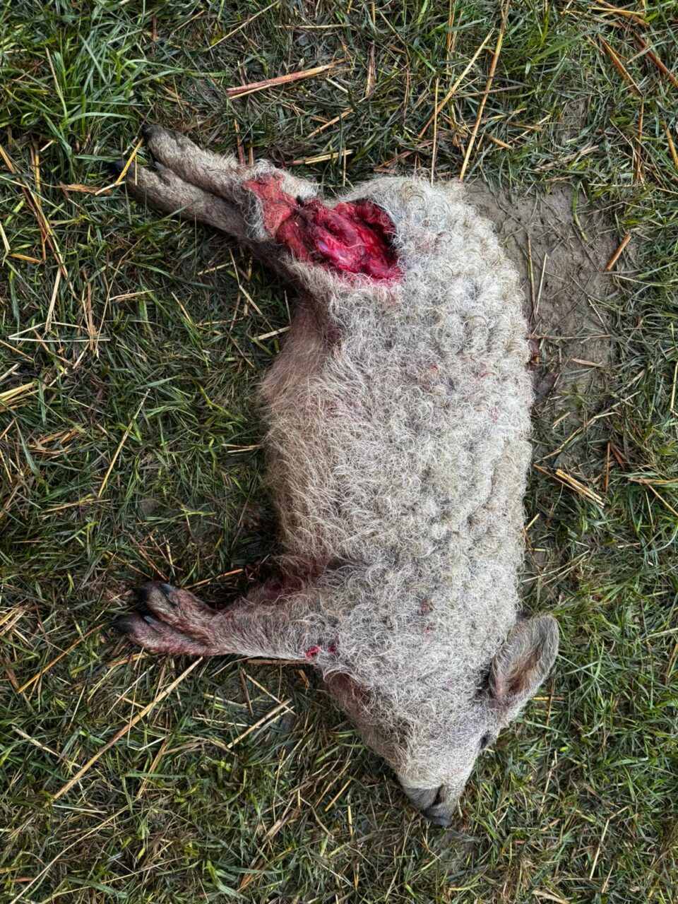 Câinii hoinari fac dezastru prin județ: au sfâșiat 12 purcei de Mangalița, oi și capre