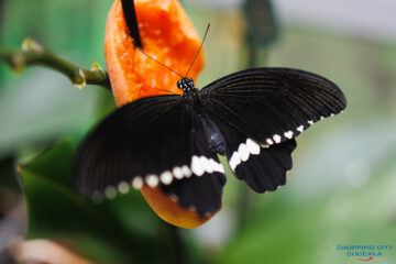 Expoziția de fluturi vii revine la Shopping City Suceava