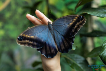 Expoziția de fluturi vii revine la Shopping City Suceava