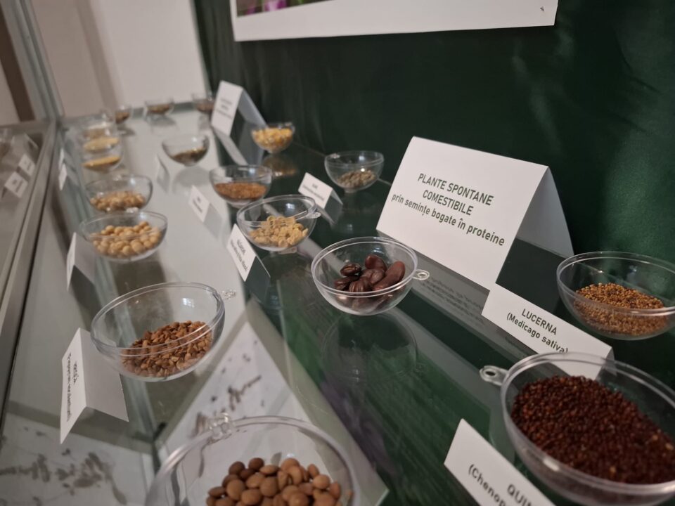 „Tămăduitoare vegetale” – o incursiune fascinantă în lumea plantelor medicinale și comestibile ale Bucovinei, la Muzeul de Științele Naturii