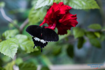 Expoziția de fluturi vii revine la Shopping City Suceava