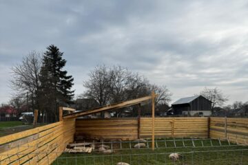 Câinii hoinari fac dezastru prin județ: au sfâșiat 12 purcei de Mangalița, oi și capre Câinii hoinari fac dezastru prin județ: au sfâșiat 12 purcei de Mangalița, oi și capre