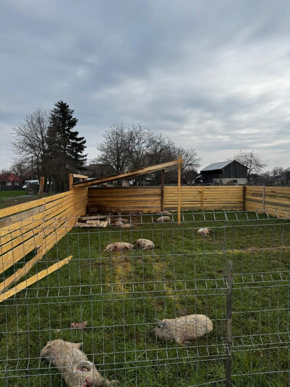 Câinii hoinari fac dezastru prin județ: au sfâșiat 12 purcei de Mangalița, oi și capre