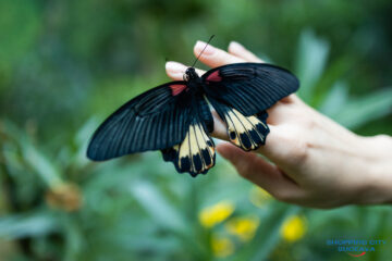 Expoziția de fluturi vii revine la Shopping City Suceava