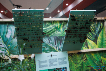 Expoziția de fluturi vii revine la Shopping City Suceava