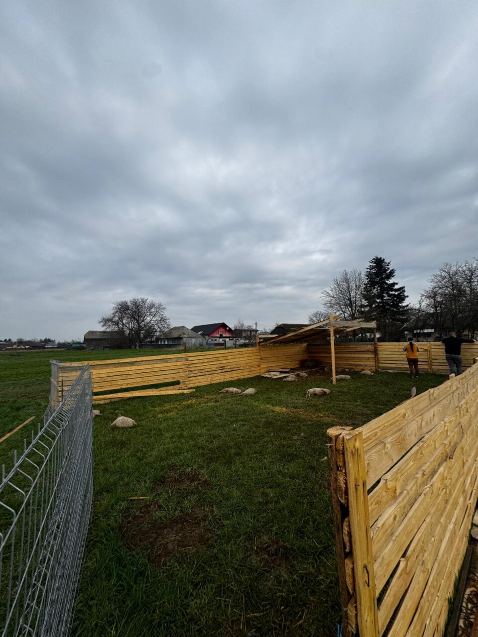 Câinii hoinari fac dezastru prin județ: au sfâșiat 12 purcei de Mangalița, oi și capre