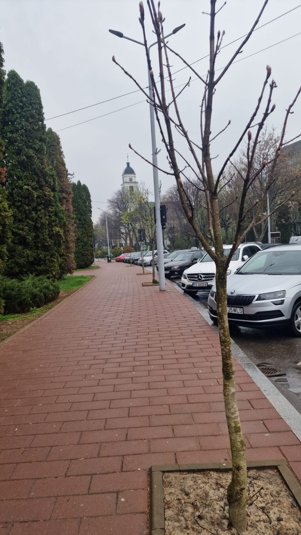 Peste 260 de arbori și arbuști ornamentali au fost plantați de Primăria Suceava, în această primăvară