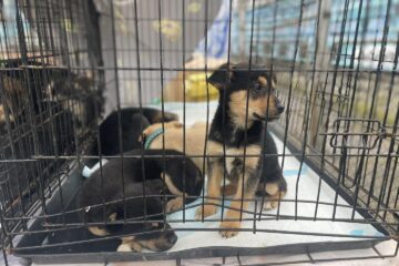 Zece adăposturi de câini sunt deschise în județ, altele sunt în curs de amenajare