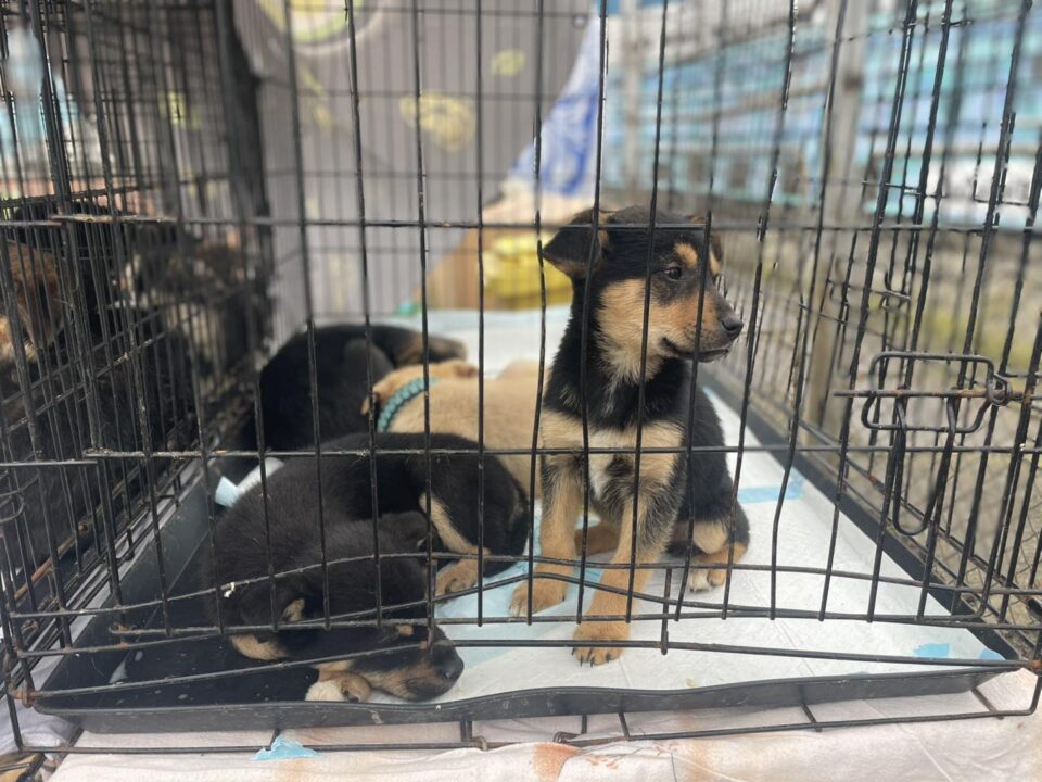 Zece adăposturi de câini sunt deschise în județ, altele sunt în curs de amenajare