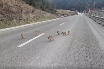 Șase pui de mistreț, rătăciți pe o șosea din Suceava