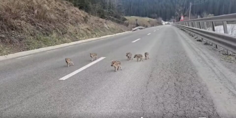 Șase pui de mistreț, rătăciți pe o șosea din Suceava