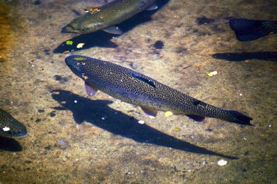 „Crescătoria de păstrăvi”