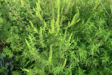 Ambrozie (Ambrosia artemisiifolia)