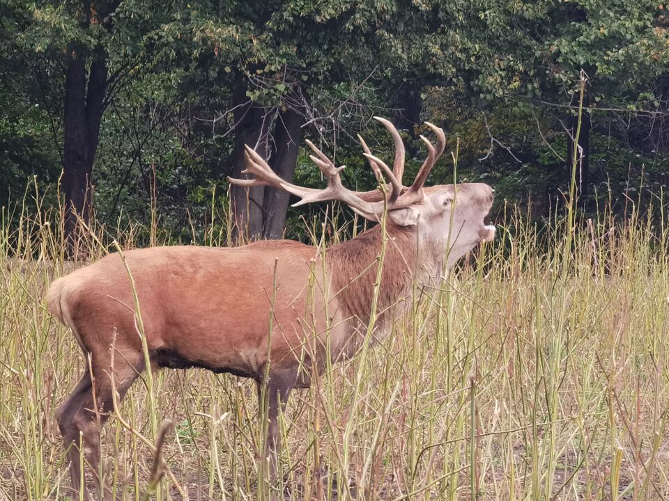 112 controale privind evaluarea vânatului au fost efectuate în martie de Garda Forestieră Suceava