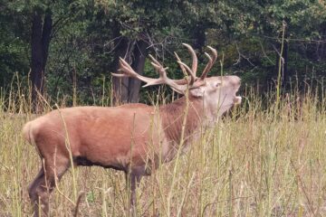 112 controale privind evaluarea vânatului au fost efectuate în martie de Garda Forestieră Suceava