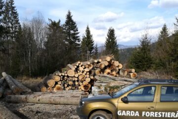 Tăieri ilegale de arbori, în valoare de 34.000 de lei, identificate de Garda Forestieră Suceava, în luna martie