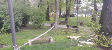 Primăria Suceava a decis restricționarea temporară a accesului în parcurile Universității și Central din cauza vântului puternic