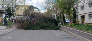 Primăria Suceava a decis restricționarea temporară a accesului în parcurile Universității și Central din cauza vântului puternic