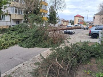 Primăria Suceava a decis restricționarea temporară a accesului în parcurile Universității și Central din cauza vântului puternic