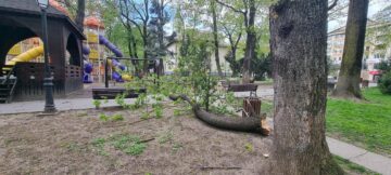 Primăria Suceava a decis restricționarea temporară a accesului în parcurile Universității și Central din cauza vântului puternic