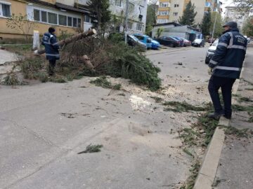 Primăria Suceava a decis restricționarea temporară a accesului în parcurile Universității și Central din cauza vântului puternic