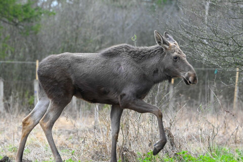 Elanul revine în pădurile din România, în apropiere de județul Suceava